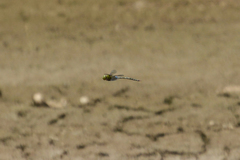 Anax guttatus