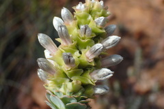 Paranomus roodebergensis