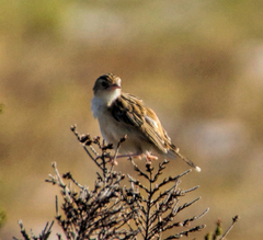 Cisticola juncidis terrestris