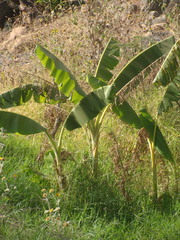 Musa × paradisiaca