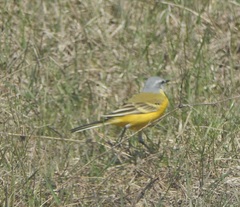 Motacilla flava beema