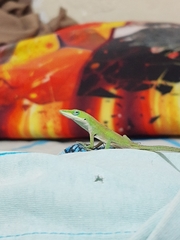 Anolis carolinensis