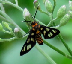 Amata huebneri