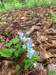 Omphalodes cappadocica