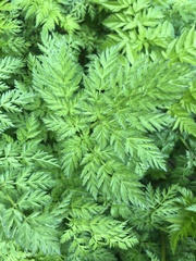 Anthriscus sylvestris