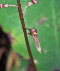 Neottia bifolia image