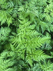 Anthriscus sylvestris