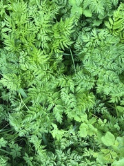 Anthriscus sylvestris