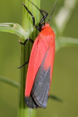 Ptychoglene coccinea