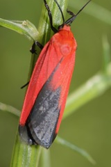 Ptychoglene coccinea