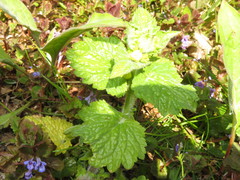 Scrophularia vernalis