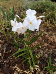 Phlox glaberrima