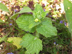 Scrophularia vernalis