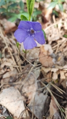 Vinca minor