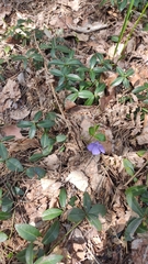 Vinca minor