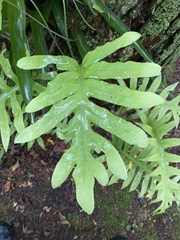 Polypodioideae