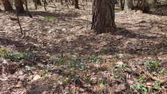 Vinca minor