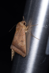 Ophiusa trapezium