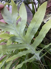 Polypodioideae