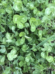 Trifolium repens