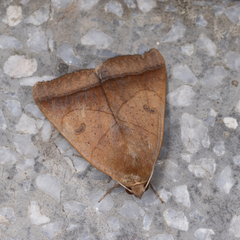 Ophiusa trapezium