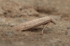 Pterolonche pulverulenta