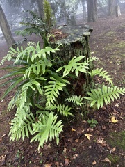 Polypodioideae