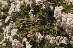 Poa secunda