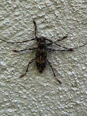 Graphisurus fasciatus