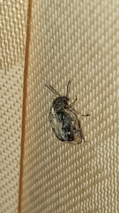 Megabruchidius dorsalis