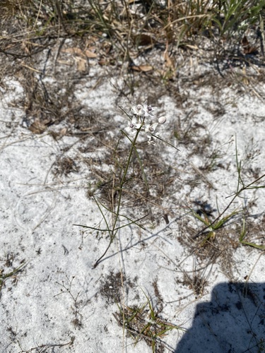 Asclepias feayi image