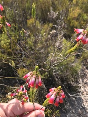 Erica regia
