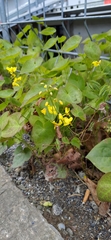 Epimedium pinnatum
