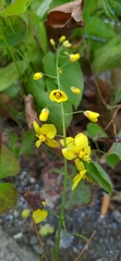 Epimedium pinnatum