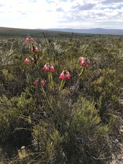 Erica regia