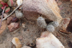 Anacampseros filamentosa