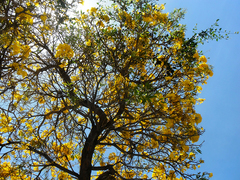 Tabebuia aurea