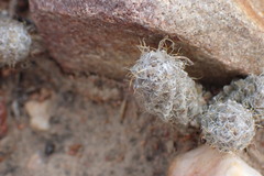 Anacampseros filamentosa