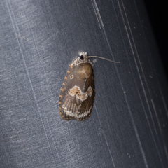 Cnesteboda celligera