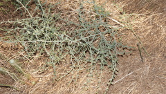 Asparagus undulatus