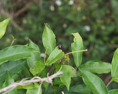 Platycorynus sauteri