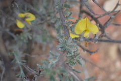 Lotononis dahlgrenii