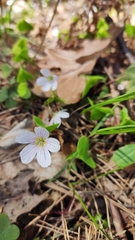 Oxalis acetosella