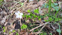 Oxalis acetosella