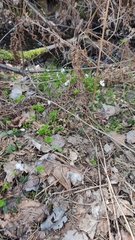 Oxalis acetosella