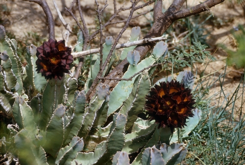 Desmidorchis speciosa
