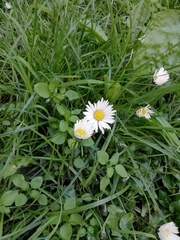 Bellis perennis