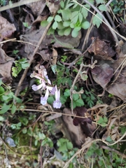 Corydalis edulis