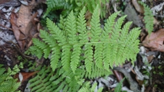 Amauropelta beddomei