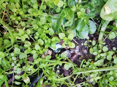 Stellaria media